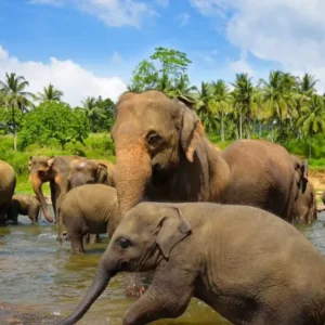 Pinnawala Elephant Orphanage & Cultural Excursions