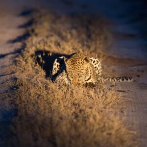 Yala Wildlife Safari