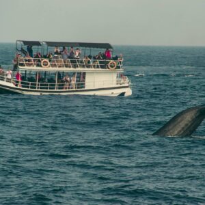 Mirissa Whale Watching & Beach